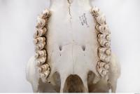 animal skull teeth 0018